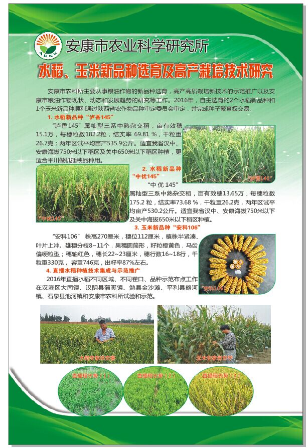 水稻、玉米新品种选育及高产栽培技术研究