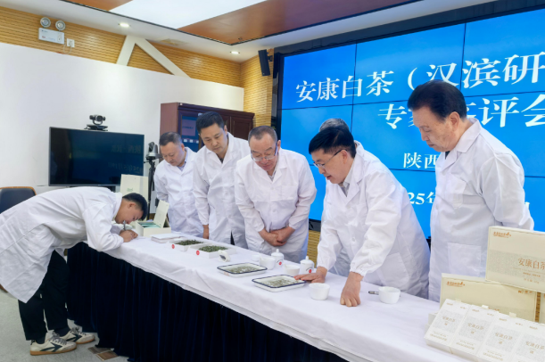 专业评审赋能 安康白茶新品获赞