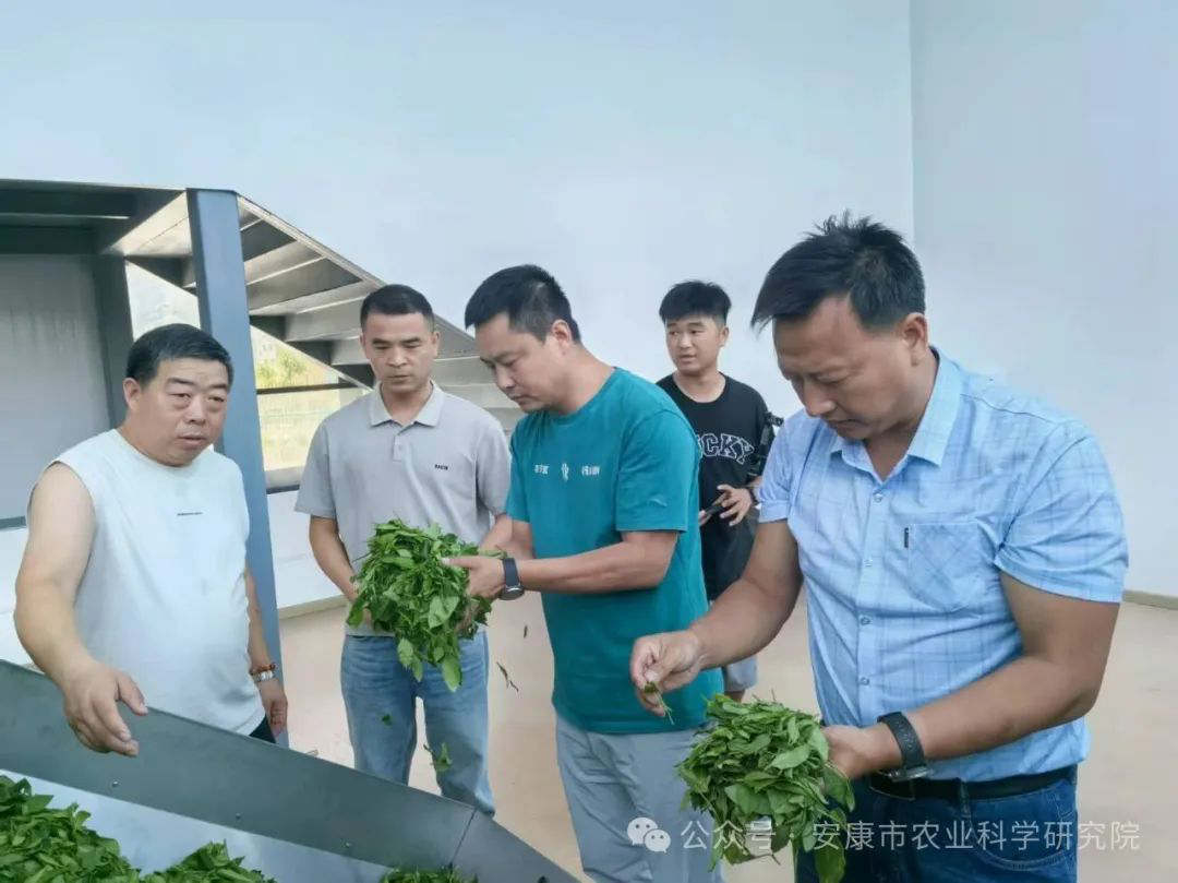 科技赋能茶产业：安康农科院赴汉阴精准指导夏秋茶深度开发