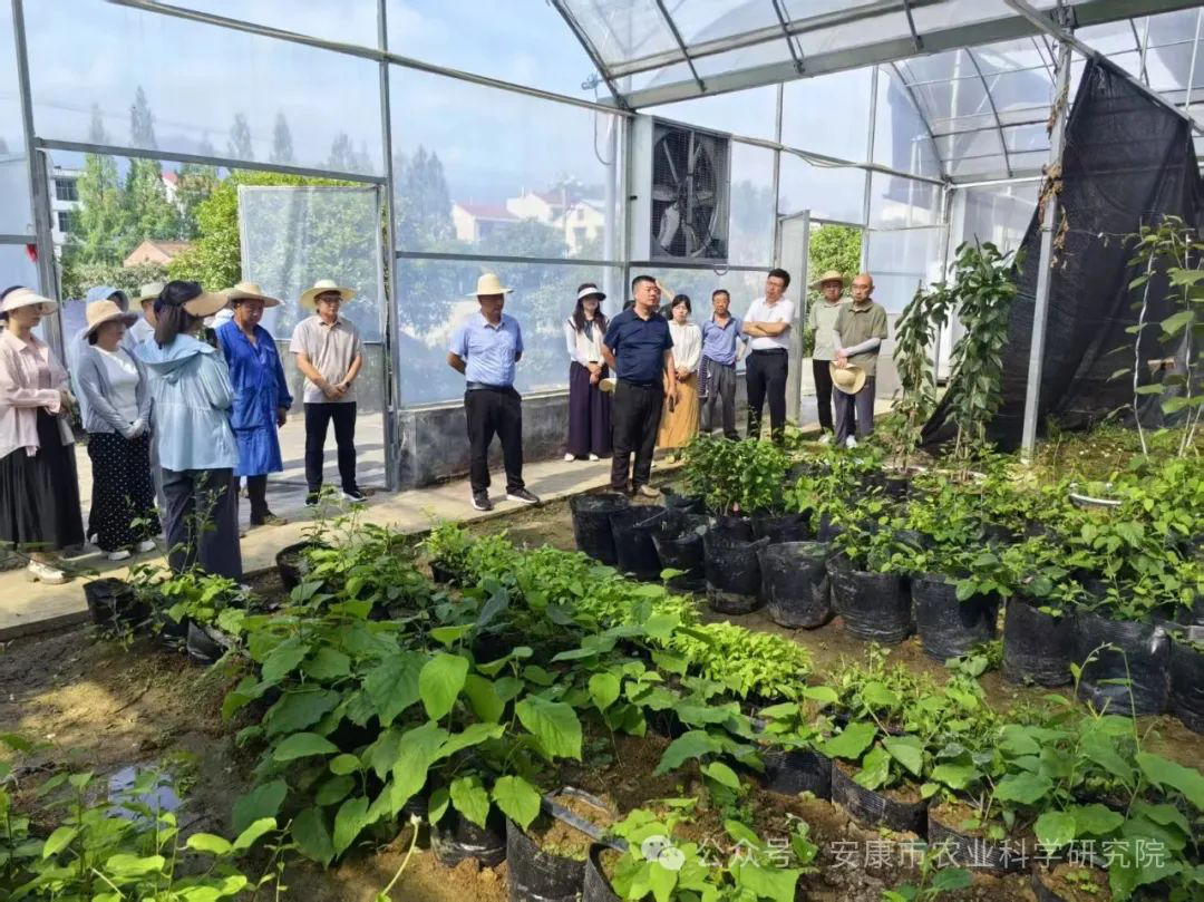 市农科院召开2025年中期科研课题现场观摩暨工作汇报会