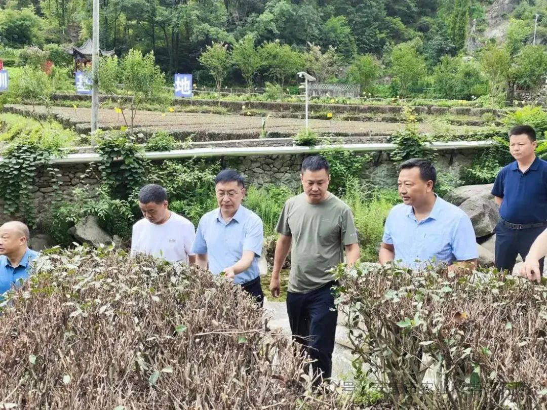 科技赋能茶产业升级--市农科院赴企业指导果蜜红茶加工
