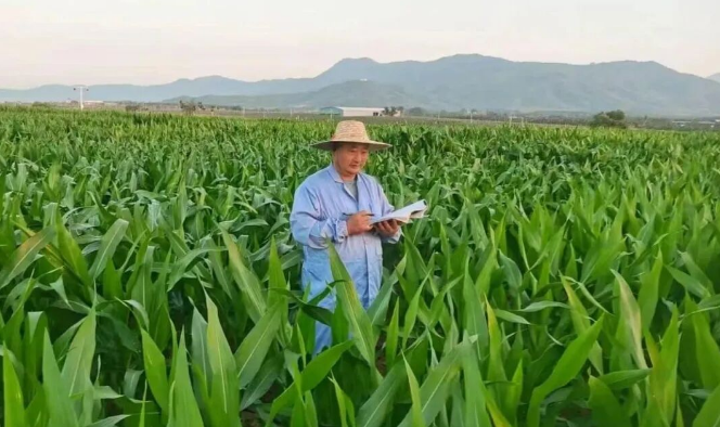 “历经14年精心培育的‘安科156’玉米新品种，审定通过啦！”