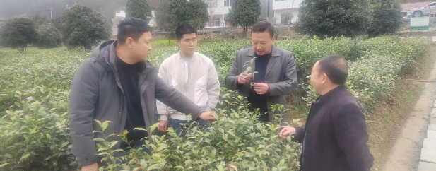 强化科技赋能，助力抹茶产业提质增效———市农科院赴平利县开展抹茶管理技术指导