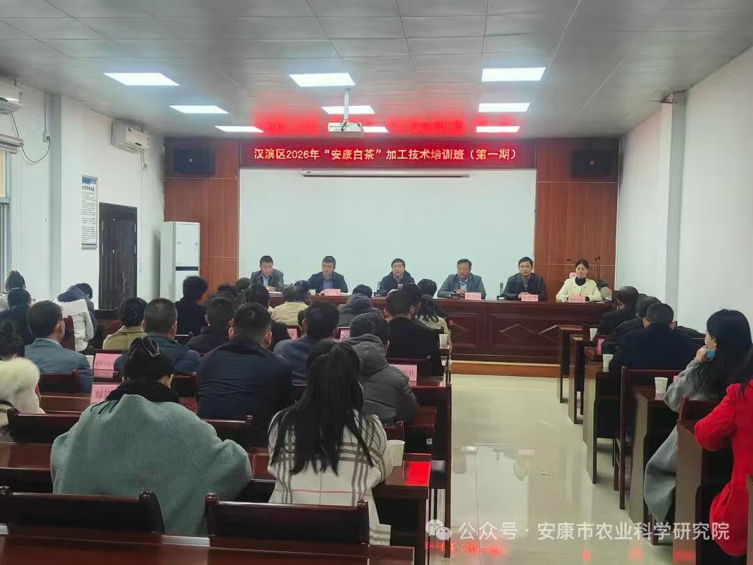 汉滨区举办2026年“安康白茶”加工技术培训班（第一期）