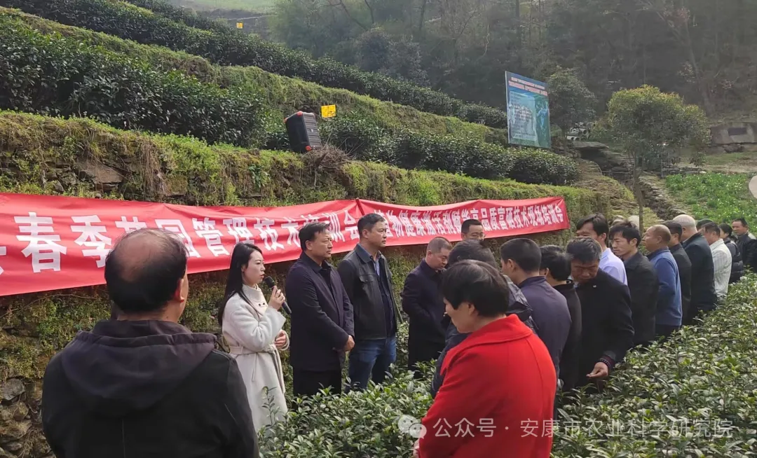 科技赋能春茶生产 市农科院赴白河县宋家镇开展茶园技术现场培训