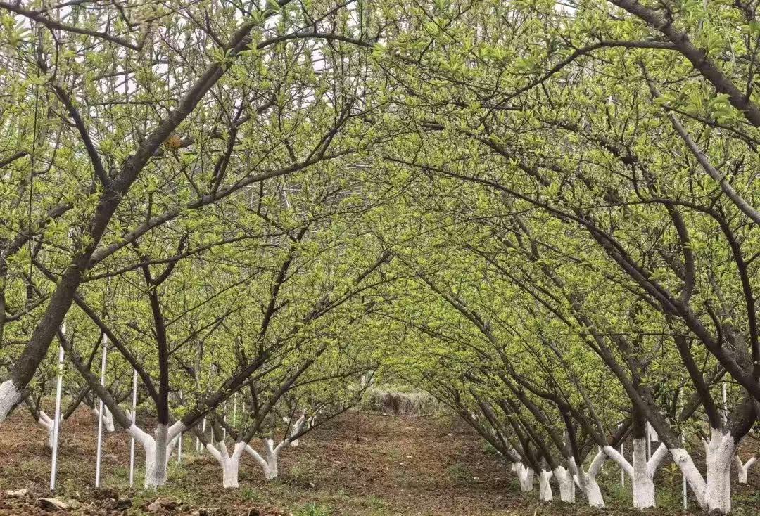 市农科院赴石泉县开展蜂糖李产业技术服务