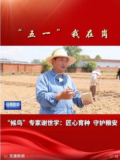 我院玉米育种专家谢世学被安康市融媒体中心综合频道《安康新闻》专题报道