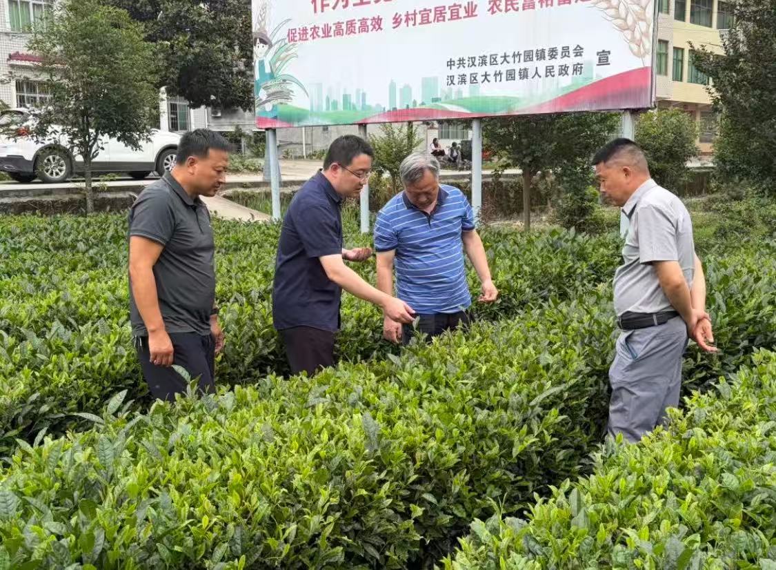 农技专家下乡“问诊” 精准防控茶尺蠖护航茶产业稳产提质